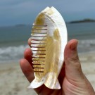 Mother Of Pearl - Skjell Pyntekam #1 thumbnail