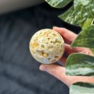 Gul Crazy Lace Agat Kule #2 thumbnail