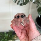 Cherry Plum Blossom Jaspis Edderkopp thumbnail