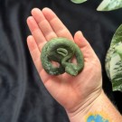 Vakker Serpentin Slange  thumbnail