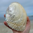 Stort Skjell - En vakker perle fra havet #1 thumbnail