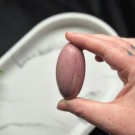 Unik Rosa Forsteinet Tre Shiva #7 thumbnail