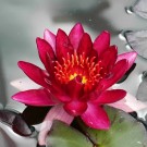 Vel Unt's Drømmehage ~ Red Lotus/Rød Lotus Blader thumbnail