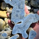 STATEMENT: Stor Blå Fossiliert Korall - 797g  thumbnail