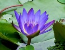 Vel Unt's Drømmehage ~ Blue Lotus/Blå Lotus Blader thumbnail