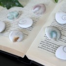 Shivas Øye Dråpe (Shiva Skjell) thumbnail