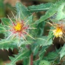 Witchuals: Blessed Thistle/Benedikturt (Benediktinertistel) thumbnail