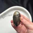 Golden Healer & Pyritt Shiva #1 thumbnail