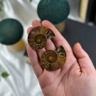 Ammonitt Par #3 thumbnail