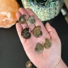 Ammonitt Par - Mini/Små (8-14g) TILFELDIG PLUKK thumbnail