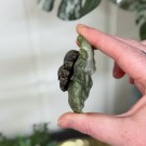 Edderkopp på blad - Fruit Jasper & Serpentin #1 thumbnail