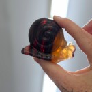 Regnbue Fluoritt Snegle thumbnail