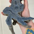 STATEMENT: Stor Blå Fossiliert Korall - 797g  thumbnail