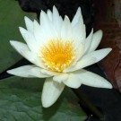 Vel Unt's Drømmehage ~ White Lotus/Hvit Lotus Blader thumbnail