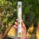 Stamford - Oak King Røkelsespinner thumbnail