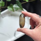 Golden Healer & Pyritt Håndstein #1 thumbnail