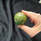 Grønn & Gul Fluoritt Kule thumbnail