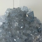 Celestin Gruppe 2,1KG thumbnail