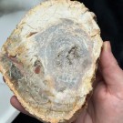 Forsteinet Tre Skive #1 thumbnail