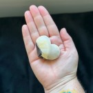 Mokait Hjerte #7 thumbnail