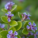 Vel Unt's Drømmehage ~ Jernurt (Vervain) thumbnail