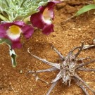 Witchuals: Devils Claw/Djevleklo thumbnail