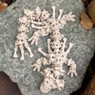 Skeleton Skull Dragon 25cm  thumbnail