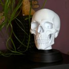 Hodeskalle - Memento Mori  thumbnail