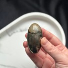 Golden Healer & Pyritt Shiva #1 thumbnail