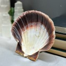 Pynte Kamskjell fra Tysvær, Norge - Havets Vokter thumbnail