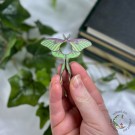 Luna Moth Krystallkuleholder thumbnail