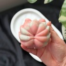 Nine Tailed Fox - Rosa Opal, 605g thumbnail