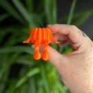 Sitting Mini Pumpkin thumbnail