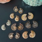 Ammonitt Par - Mini/Små (8-14g) TILFELDIG PLUKK thumbnail