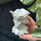 Hvit Fairy Krystallholder ~ Sommerfugl & Blomst (10cm) thumbnail