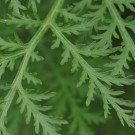 Wormwood Bunt (Malurt) ~ Holy Herb  thumbnail