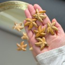 Dendrit Jaspis Sjøstjerne (Bilde Jaspis) thumbnail