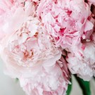Campsie Wax Melts - Peony Blossom thumbnail