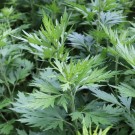 Witchuals: Mugwort/Burot thumbnail