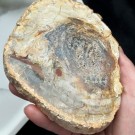 Forsteinet Tre Skive #1 thumbnail