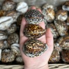 Tigerkauriskjell, 6-8cm thumbnail