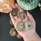 Ammonitt Par - Medium (29-50g) TILFELDIG PLUKK thumbnail