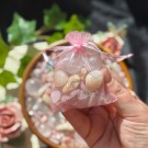 Vel Unt's Krystallscoop - Love, Harmony & Positivity thumbnail