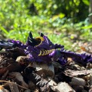 Lunar Dragon - Purple Fantasia 61cm (med vinger) thumbnail