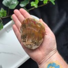 Forsteinet Tre Skive #3 thumbnail