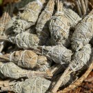 California Hvit Salvie - Liten Torch thumbnail