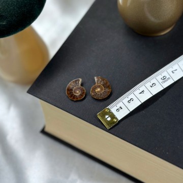 Miniatyr Ammonitt Par #1