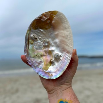 Stort Skjell - En vakker perle fra havet #4 UTSOLGT