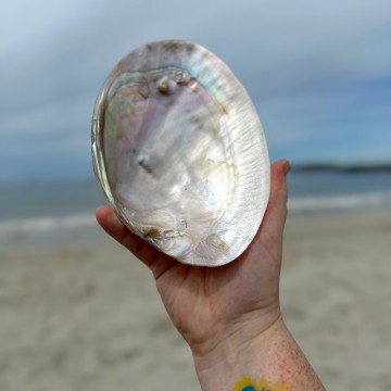 Stort Skjell - En vakker perle fra havet #5