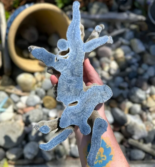 STATEMENT: Stor Blå Fossiliert Korall - 797g 
